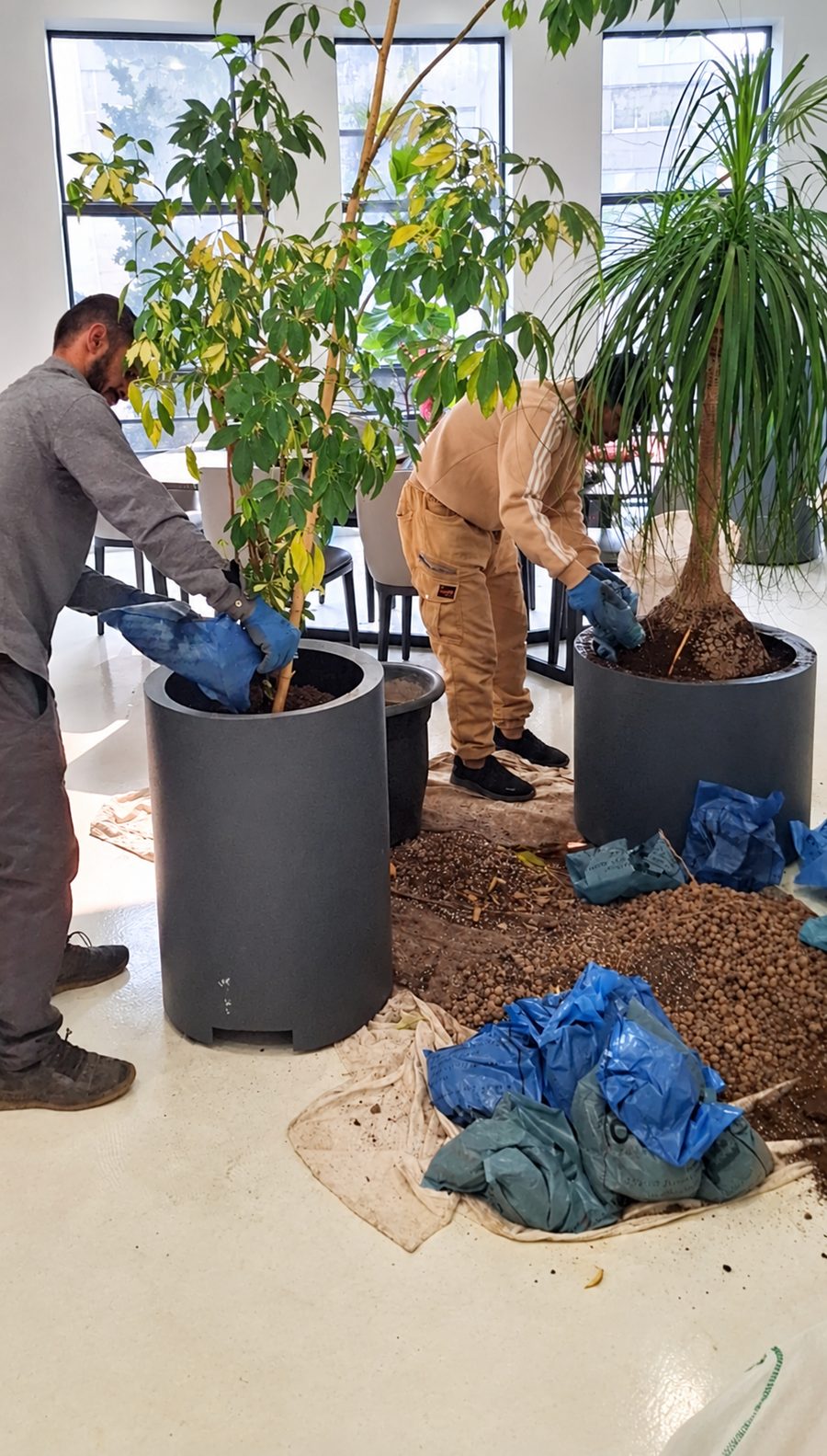 باغبانی احمدی؛ تعویض خاک و رسیدگی به گیاهان آپارتمانی در محل مشتری